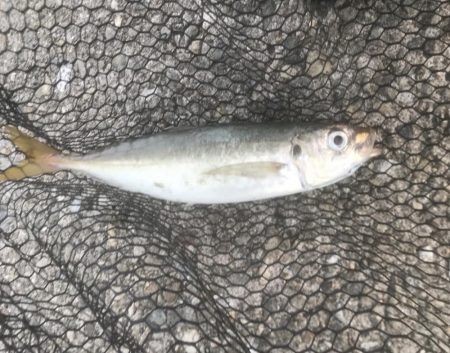 ペンペン・マルアジ