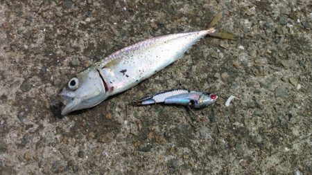 シーバス狙いでの釣行のはずが…