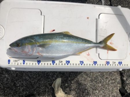 ツバス→ハマチ