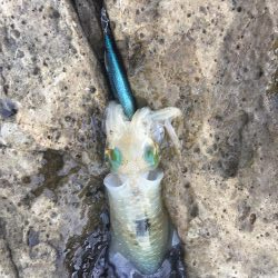 秋イカスタート