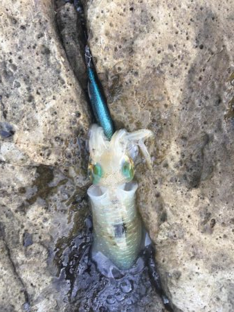 秋イカスタート