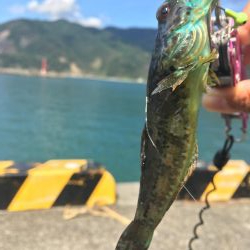 メッキ アナハゼ