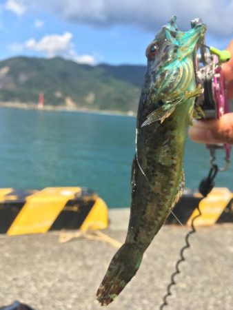 メッキ アナハゼ