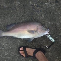 最後に大物が！