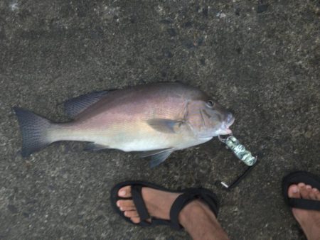 最後に大物が！