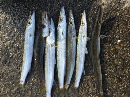 カマス祭り 開催中