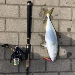 【シーサイドコスモ】好調ライトショアジギング