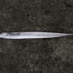 台風接近の中…シイラ?!