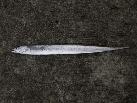 台風接近の中…シイラ?!