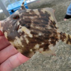 カワハギ来たーーーっ‼