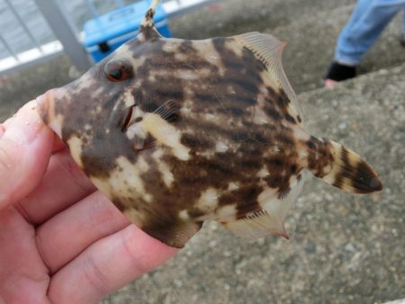 カワハギ来たーーーっ‼