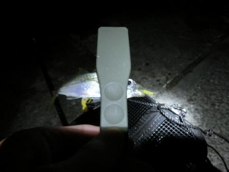 初めてのアジング