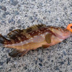 アオリイカが食べたくて