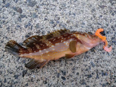 アオリイカが食べたくて