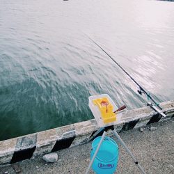 サビキでサッパ、サーフは惨敗・・・