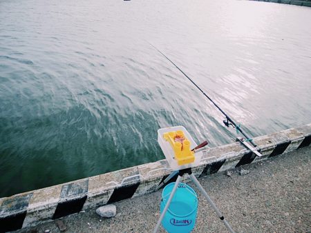 サビキでサッパ、サーフは惨敗・・・