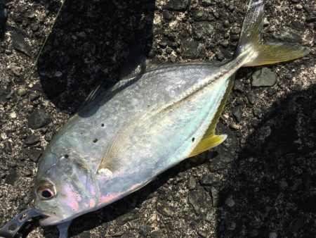 オオモンハンター