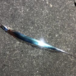 今年初タチウオ