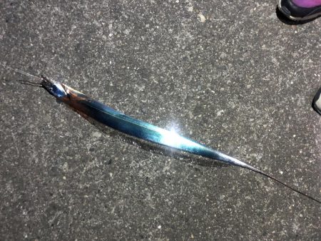 今年初タチウオ