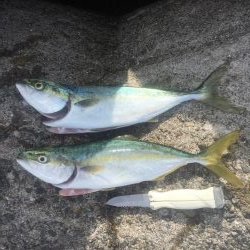 もう少しでハマチ