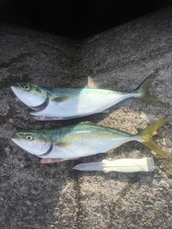 もう少しでハマチ