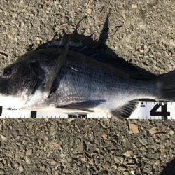 イチノ兄弟、釣果!