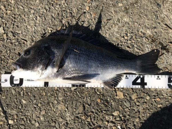 イチノ兄弟、釣果!