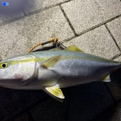 今年初のタッチー