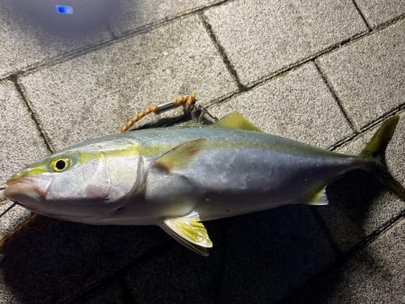 今年初のタッチー