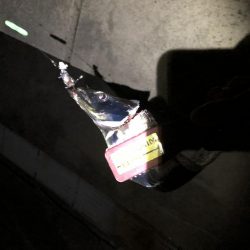 人工島タチウオ調査