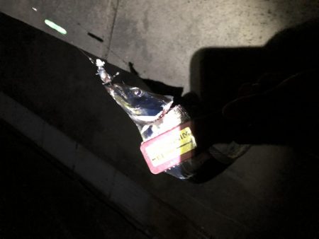 人工島タチウオ調査