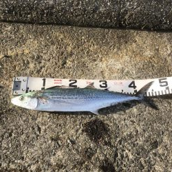 青物祭りちゃうかったー