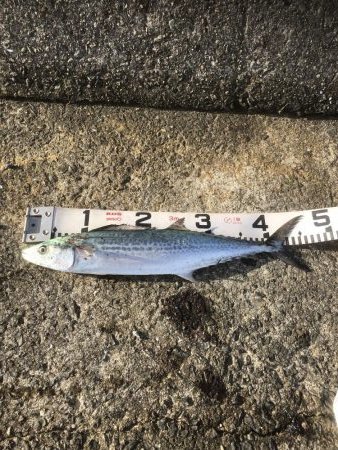 青物祭りちゃうかったー