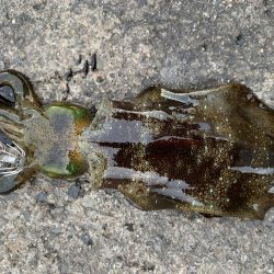 ナイトエギング