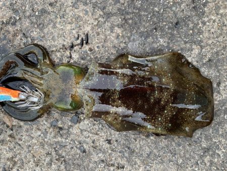 ナイトエギング