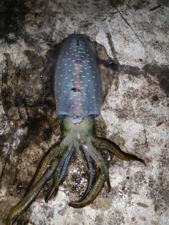 今シーズン2回目のエギング