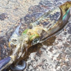 秋イカ地磯釣行