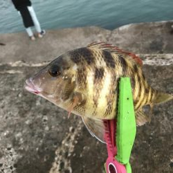 ライトショアジギング