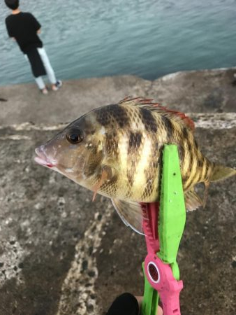 ライトショアジギング