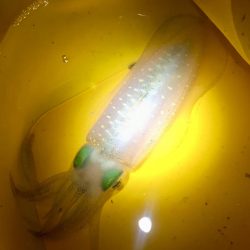 熱帯夜の新子調査