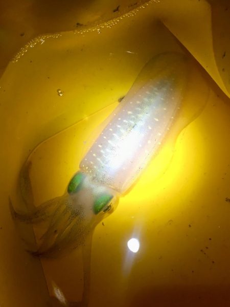 熱帯夜の新子調査