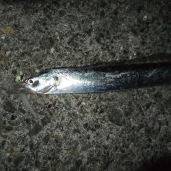 今年はグッドサイズ