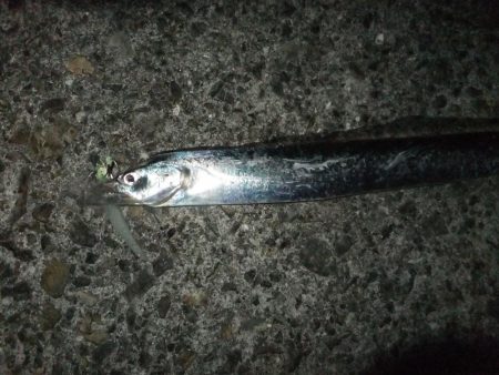 今年はグッドサイズ