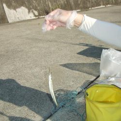 南芦屋は西側石畳のサヨリ