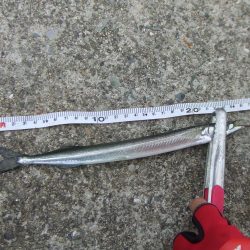 南芦屋浜 サヨリ、30㎝ならず