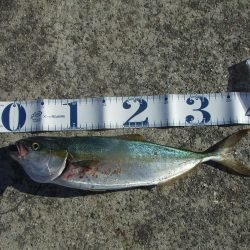 南芦屋浜 小さくてもハマチ(?)