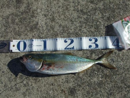 南芦屋浜 小さくてもハマチ(?)