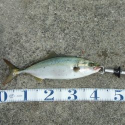 南芦屋浜東　サヨリ釣れず、ハマチ４４㎝