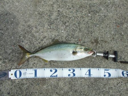 南芦屋浜東　サヨリ釣れず、ハマチ４４㎝