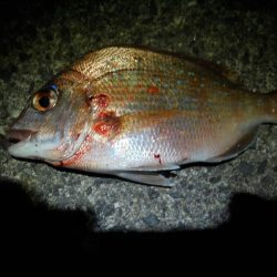 久しぶりの投稿